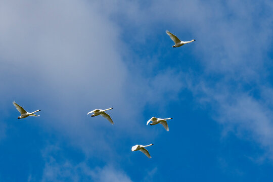 Flock of Trumpeter Swans (Cygnus buccinator) flying against blue sky