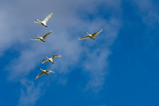 Flock of Trumpeter Swans (Cygnus buccinator) flying against blue sky
