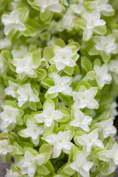 Oak leaf hydrangea flowers