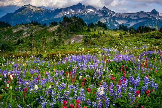 USA, Washington State, Mount Rainier National Park. Wildflowers carpet edge of Paradise hiking trail.