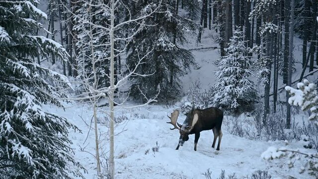 Majestic moose bull (Alces alces) standing in snow in a winter forest in Jasper National Park, Alberta, Canada