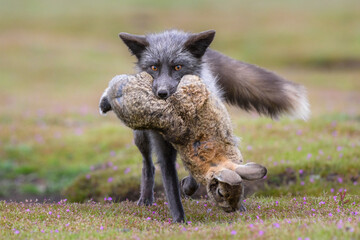 USA, Washington State. Red fox with European rabbit prey.
