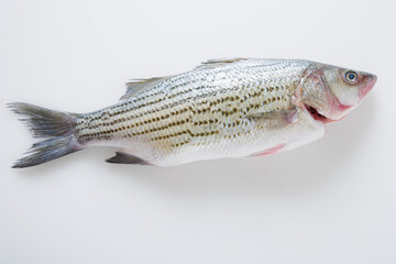 Whole striped bass fish