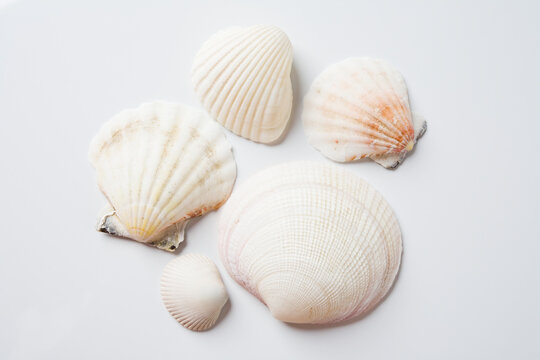 Sea shells