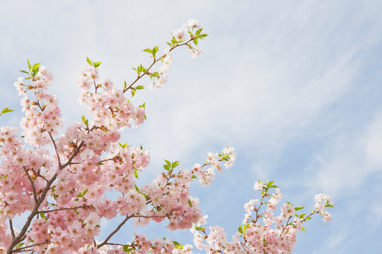 Pink cherry tree blossoms