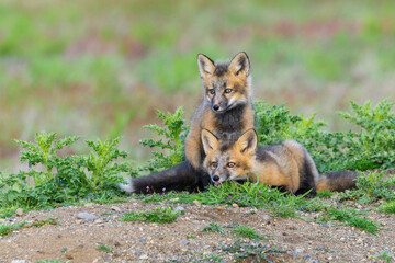 Fototapeta premium USA, Washington State. Red fox kits.