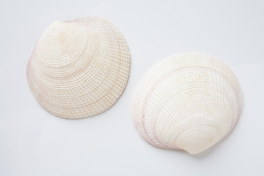 Two clam shells