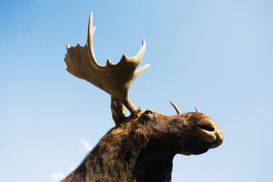 USA, New York State, Moose head against blue sky, low angle view