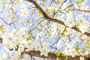 (自然ｰ花)青空の下のさくら４