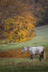 Obraz na płótnie Canvas Horse standing alone in a meadow