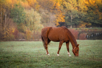 Horse eating grass on a meadow