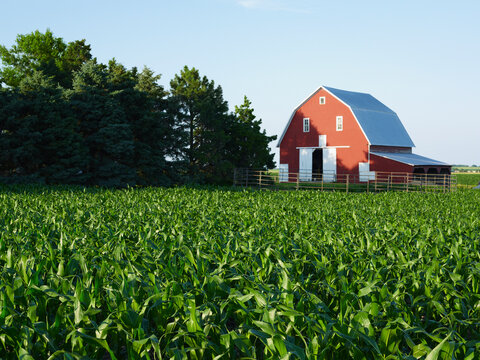 Corn field