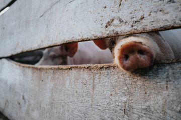 Pig nosw behind a wooden fence