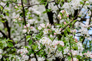 White apple tree is blooming during spring