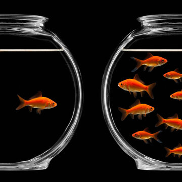 Two bowls of goldfish