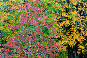 USA, West Virginia, Babcock State Park. Autumn scenic.