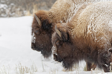 Bison in winter, Lamar Valley, Yellowstone National Park, Wyoming.