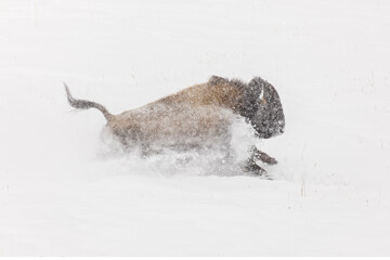 Bison running through deep snow, Lamar Valley, Yellowstone National Park, Wyoming. © Danita Delimont