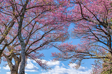 静岡県賀茂郡河津町　河津城跡公園(頂上)の桜