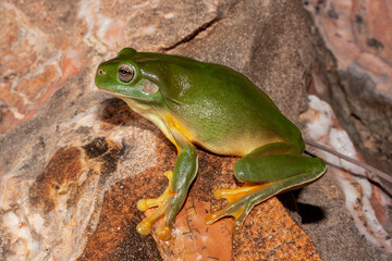 Green Tree Frog on rock