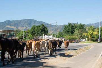 Obraz premium ganado