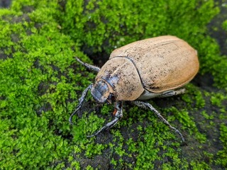 Brown beetle bug, selective focus, exotic insect from asian
