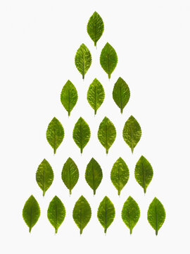 Studio shot of green leaves in pyramid shape