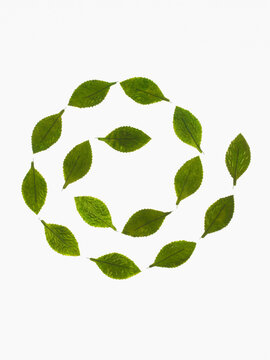 Studio shot of green leaves in spiral