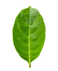 Jackfruit plant leaf, isolated on white background