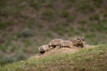 Naklejka na ściany i meble USA, Wyoming, Yellowstone National Park. Badger kits and mother outside den.