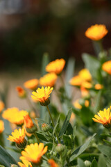 オレンジのヒメキンセンカの花