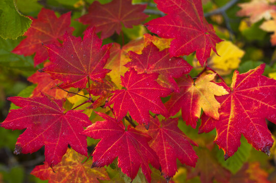 USA, Oregon, Marion County, Vine Maple Leaves