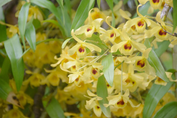 Fototapeta premium yellow orchid with natural background