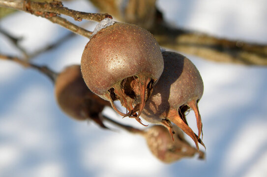 Mispel, auch Asperl, im Winter bei Frost im Salzkammergut, &Ouml;sterreich, Europa - Medlar, also Asperl, in winter with frost in the Salzkammergut, Austria, Europe
