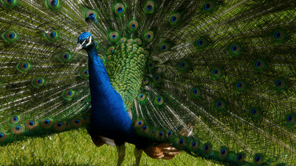 Obraz premium Peacock close up with full display of it tail feathers