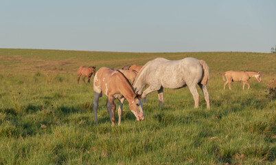 Naklejka na ściany i meble Creole horses feeding on an equine farm in the state of Rio Grande do Sul in Brazil.