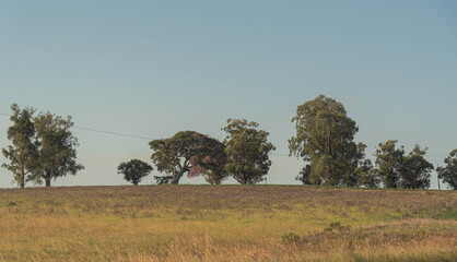 Obraz premium Rural landscape of the pampa biome in the fields of Rio Grande do Sul in Brazil
