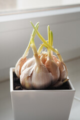 Sprouted garlic in a white pot on the windowsill. Spring gardening at home.