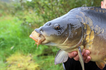 Angler caught a large fish and poses for photos