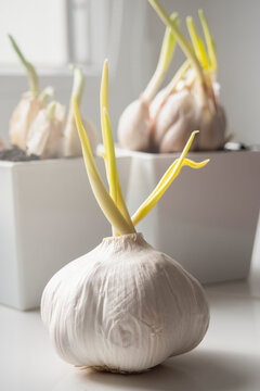 Sprouted garlic in a white pot on the windowsill. Young sprouts of garlic. Gardening at home. Growing plants in the flat