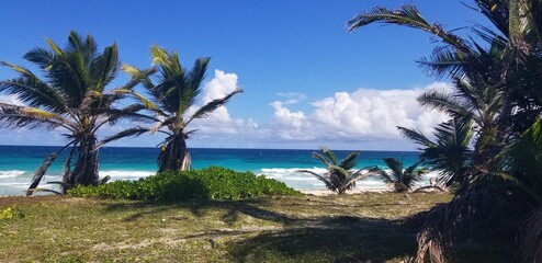 palmier jungle sauvage tropical r&eacute;publique dominicaine