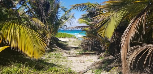 plage sauvage palmier tropical mer république dominicaine