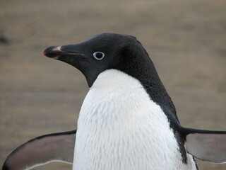 Obraz premium アデリーペンギンの顔
