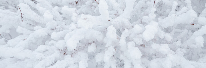 Snow and rime ice on the branches of bushes. Beautiful winter background with twigs covered with hoarfrost. Plants in the park are covered with hoar frost. Cold snowy weather. Cool frosting texture.