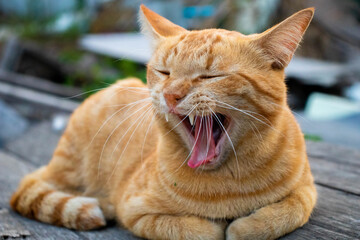 Cute sleepy cat kitten