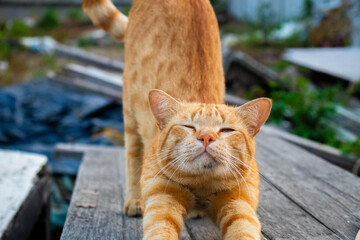 Cute sleepy cat kitten