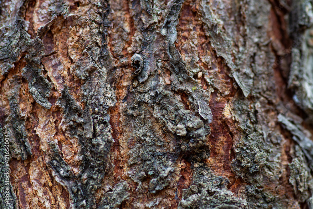 Sticker closeup shot of tree bark with beautiful natural patterns for an abstract background