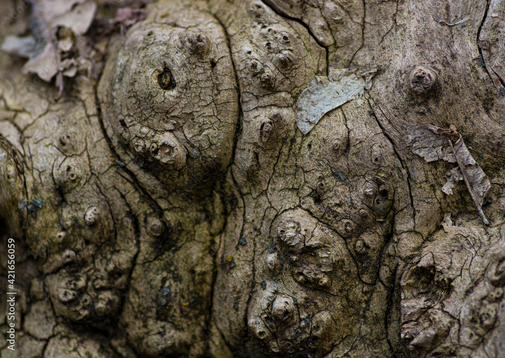 Poster closeup shot of tree bark with beautiful natural patterns for an abstract background
