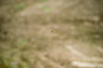 トンボ © 謙太 野見山