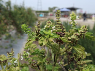 the flowers of Ocimum basilicum are blooming design for seeds harvest season close-up